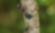 wv-2018-07-27_newjerseyslfbug2.jpg